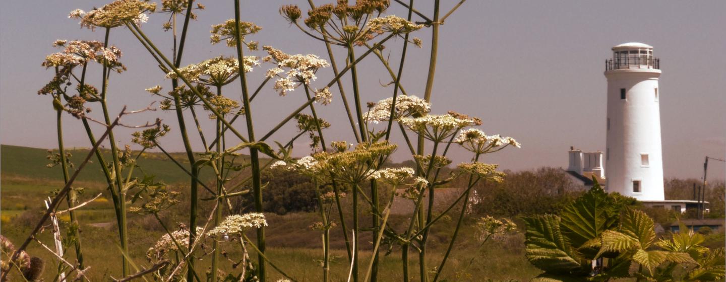 An image of the Portland lighthouse with some plants in front