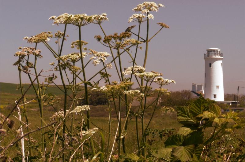 An image of the Portland lighthouse with some plants in front