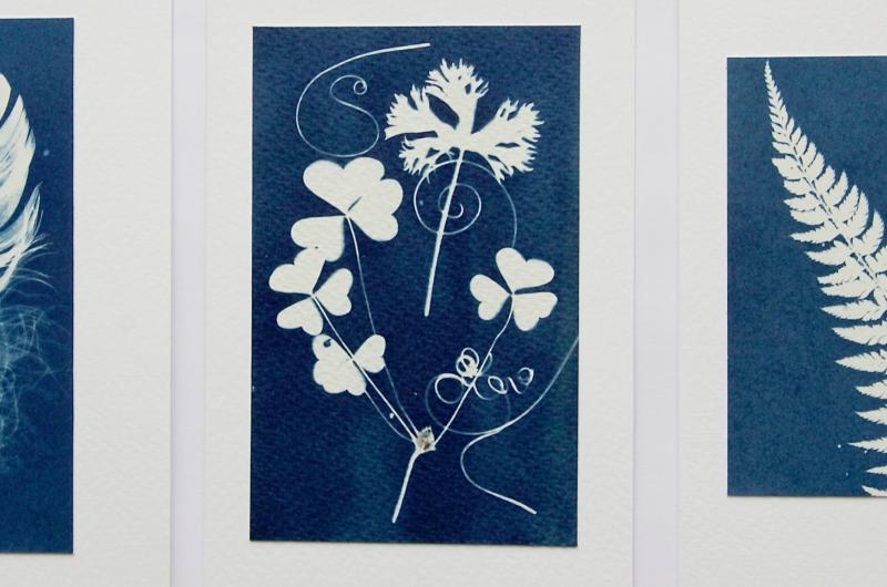 examples of cyanotype process